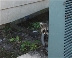 Raccoon removal and control Beavercreek OH