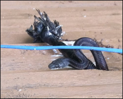 Snake control in Beavercreek OH