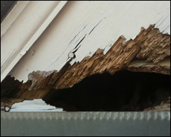 Squirrel damage in Beavercreek OH